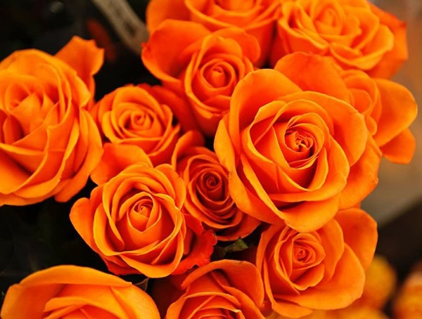 Hoa hồng cam