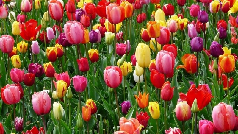 Hoa Tulip đồng màu