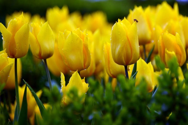 Hoa Tulip vàng